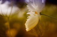 Witte bloem von Juliën van de Hoef Miniaturansicht