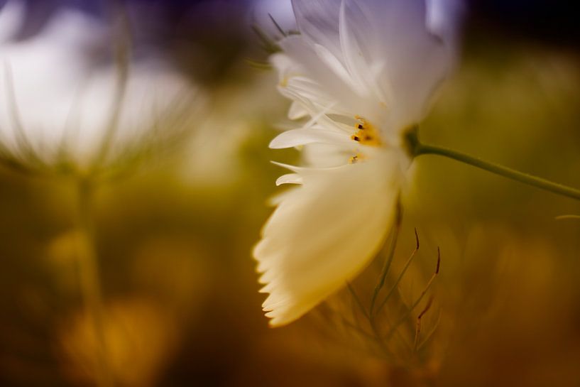 Witte bloem by Juliën van de Hoef