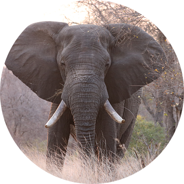 Do not go where the path may lead, go instead where there is no path and leave a trail ~ Ralph Waldo van Stephan Petersen