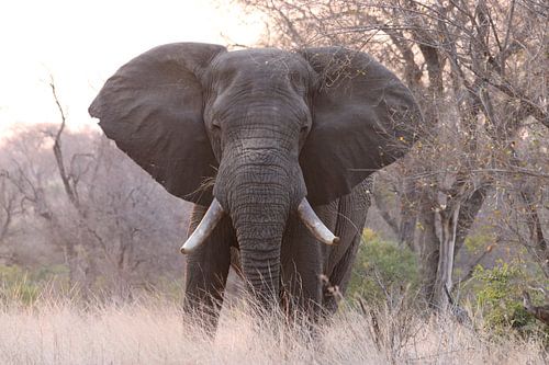 Do not go where the path may lead, go instead where there is no path and leave a trail ~ Ralph Waldo