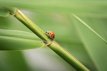 Photo macro d'une coccinelle sur Eva Fontijn