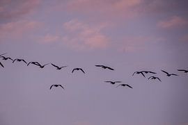 Fly Away van Anna Groenia