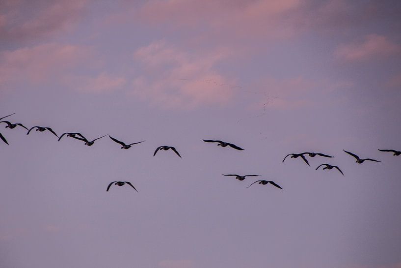 Fly Away von Anna Groenia