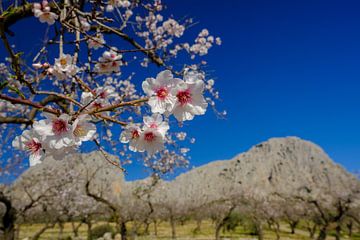 Mandelblüte von Peter Laarakker