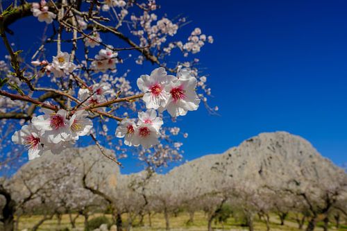almond blossom