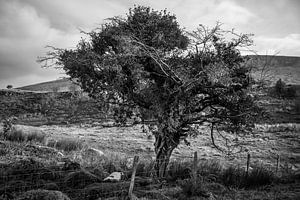 Märchenbaum in Irland (B&W)