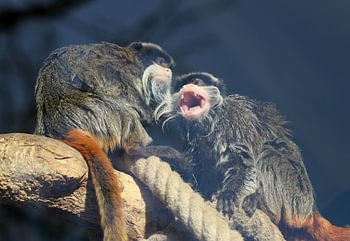 Gesneden snor tamarin