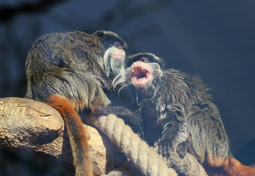 Gesneden snor tamarin van Matthias Brix