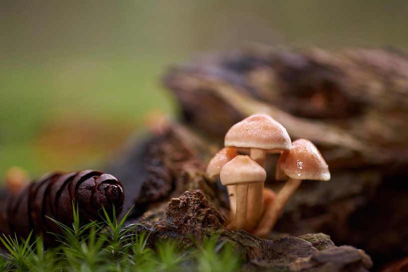 Scène d'automne avec un petit groupe de champignons par Cor de Hamer