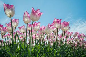 Tulipes d'Amsterdam sur Frans Nijland