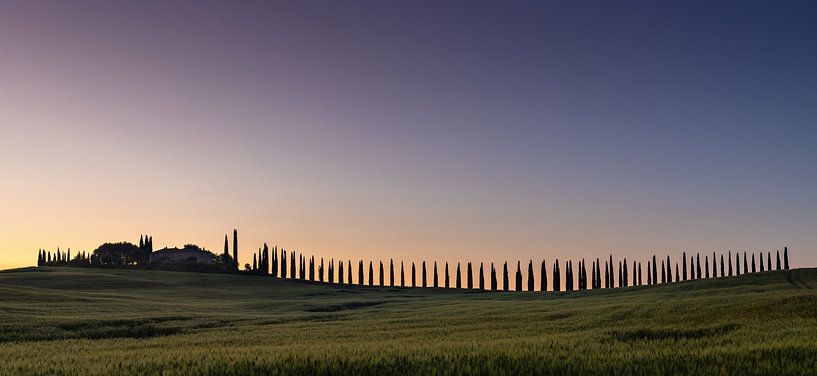 Morning silhouette of cypress trees in Tuscany, Italy by Adelheid Smitt