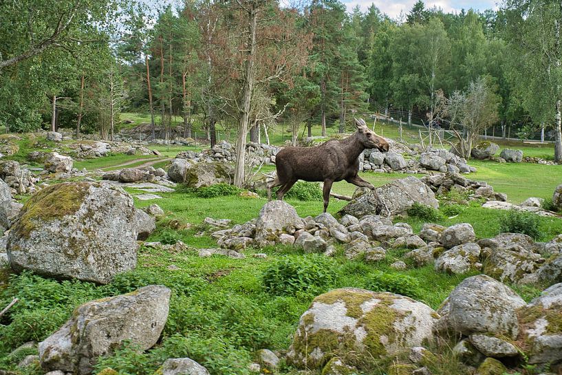 Moose in the nature of Sweden by Martin Köbsch
