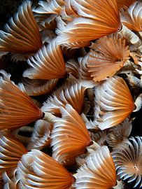 Colorful orange tube worms, abstract, Curacao by René Weterings