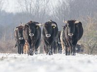 On the move