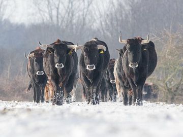 On the move by Bert van Beek