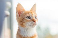 Red tomcat by Glenn Nieuwenhuis thumbnail