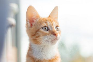 Rode kater van Glenn Nieuwenhuis