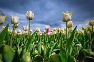 Bloeiende witte tulpen en een roze tulp in het voorjaar van Sjoerd van der Wal Fotografie thumbnail