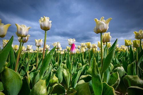 Bloeiende witte tulpen en een roze tulp in het voorjaar