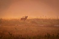 Burlend red deer by Frankhuizen Photography thumbnail