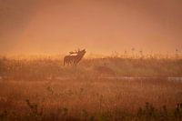 Burlend red deer