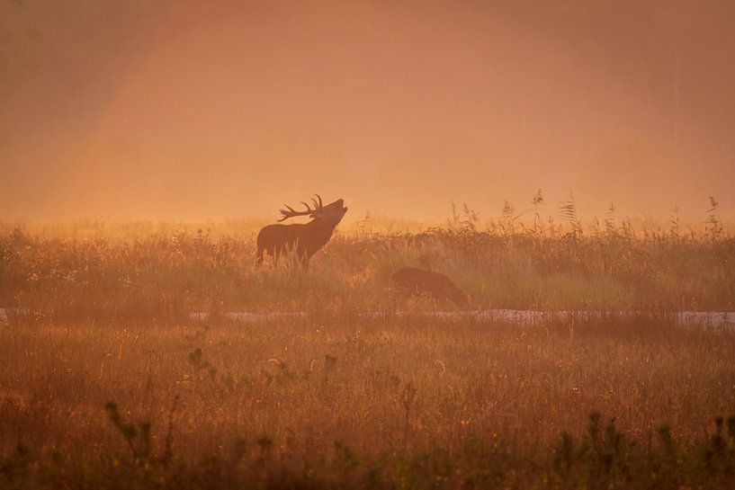 Burlend red deer by Frankhuizen Photography