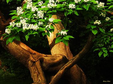 Voordat de dag ontwaakt