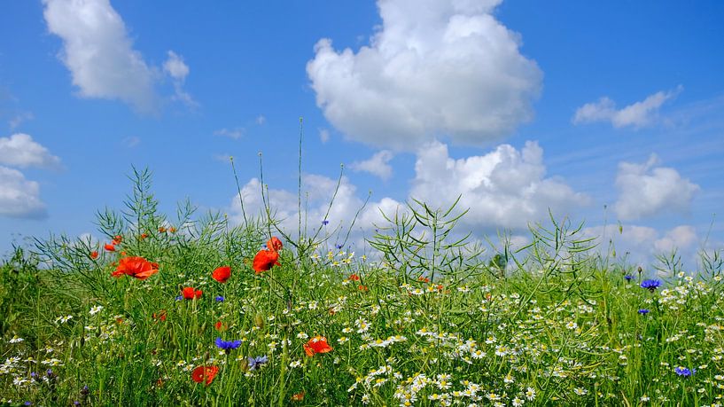 Field panorama by Ostsee Bilder