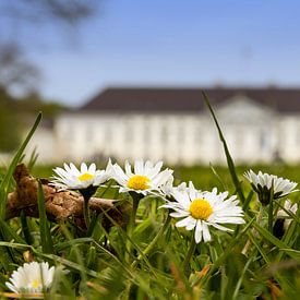 Gänseblümchen vor dem Schloss Bellevue von Frank Herrmann