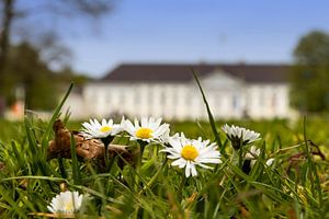 Gänseblümchen vor dem Schloss Bellevue