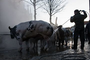 Cattle by Erika Schouten