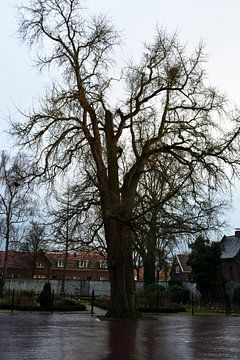 Een boom in een stadspark