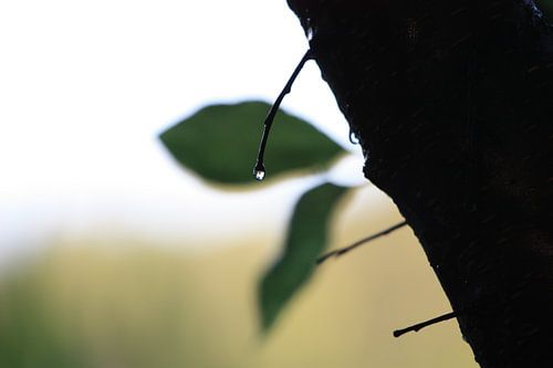 Regendruppel aan boom