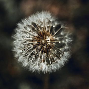 Dandelion van Karin Bakker Fotografie