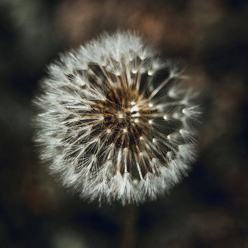 Dandelion