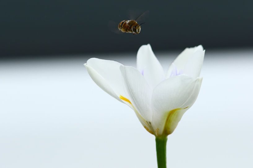 flying bee by Olaf Franke