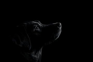Labrador portret van Markus Weber