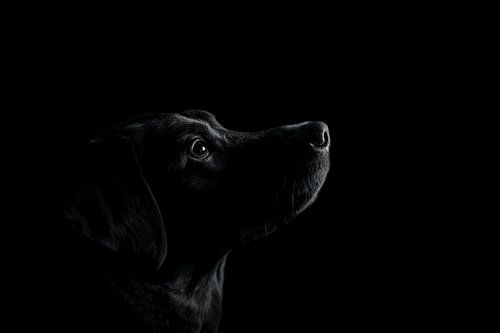 Labrador portrait
