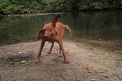 Waterspelletjes aan het meer met een bruine Magyar Vizsla draadhaar.