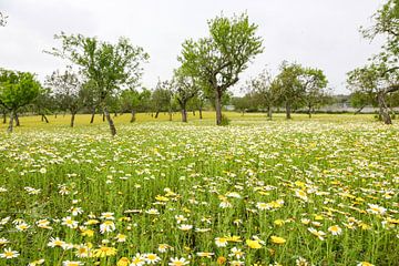 Prairie fleurie à Majorque sur resuimages