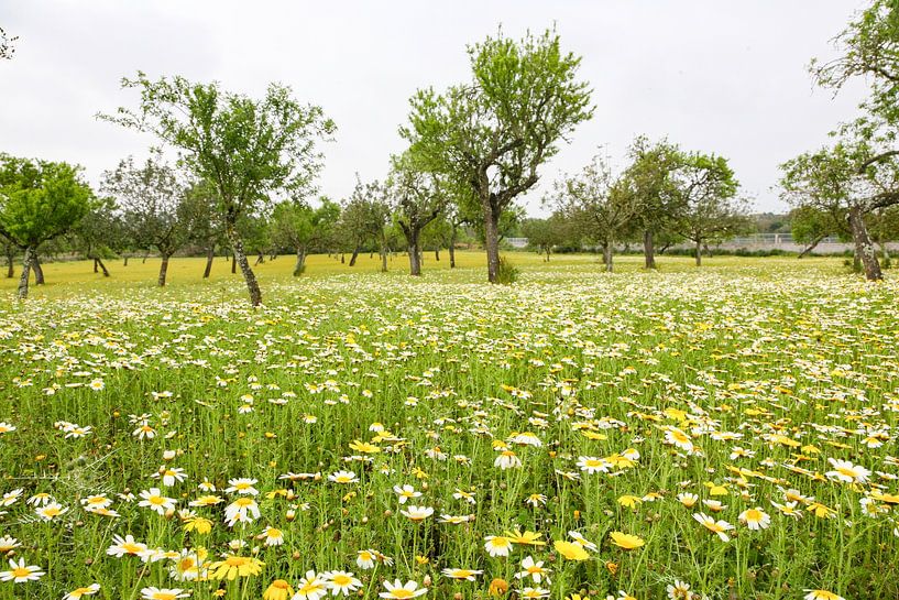 Bloemenweide op Mallorca van resuimages