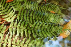 Varens in water by Michel van Kooten