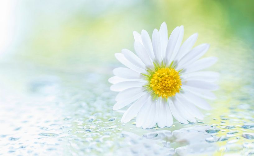 Gänseblümchen von Mariëro Fotografie