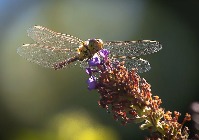 Goldwing Libelle par Cornelius Fontaine