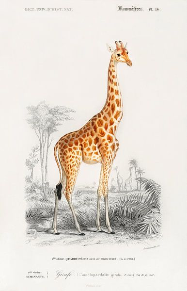 Girafe (Giraffa camelopardalis) par Des maîtres magistraux