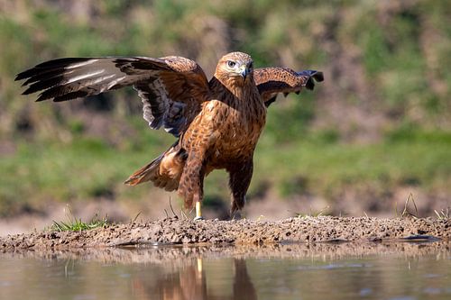 Arendbuizerd spreidt zijn vleugels aan het water