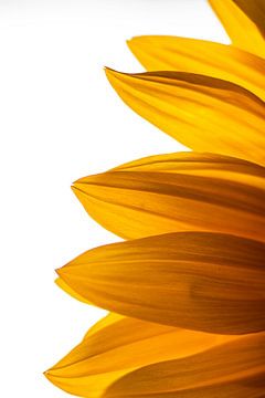Sonnenblume von Nynke Altenburg