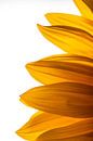 Sonnenblume von Nynke Altenburg Miniaturansicht