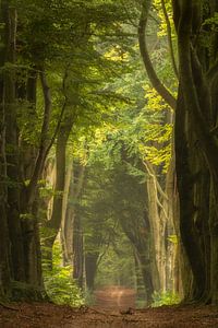 Illuminated avenue of trees