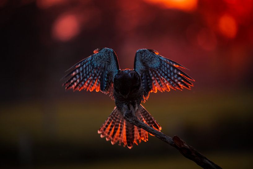 Enjoying the last rays of the sun by MvdbPhotography
